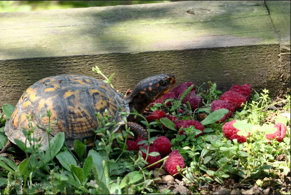 1. turtle eating a raspberry outdoor