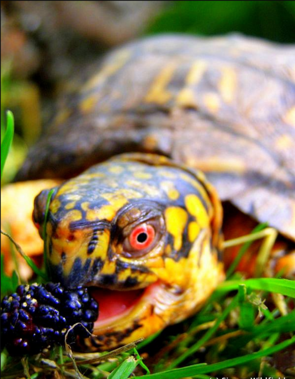 1.turtles eat blackberry