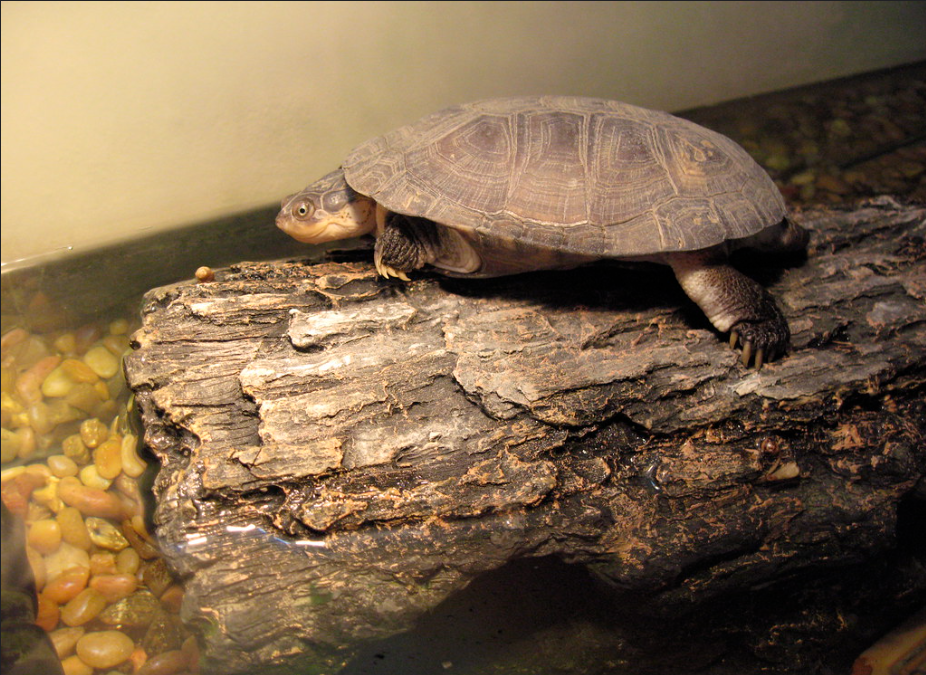 2. african sideneck turtles be out of water
