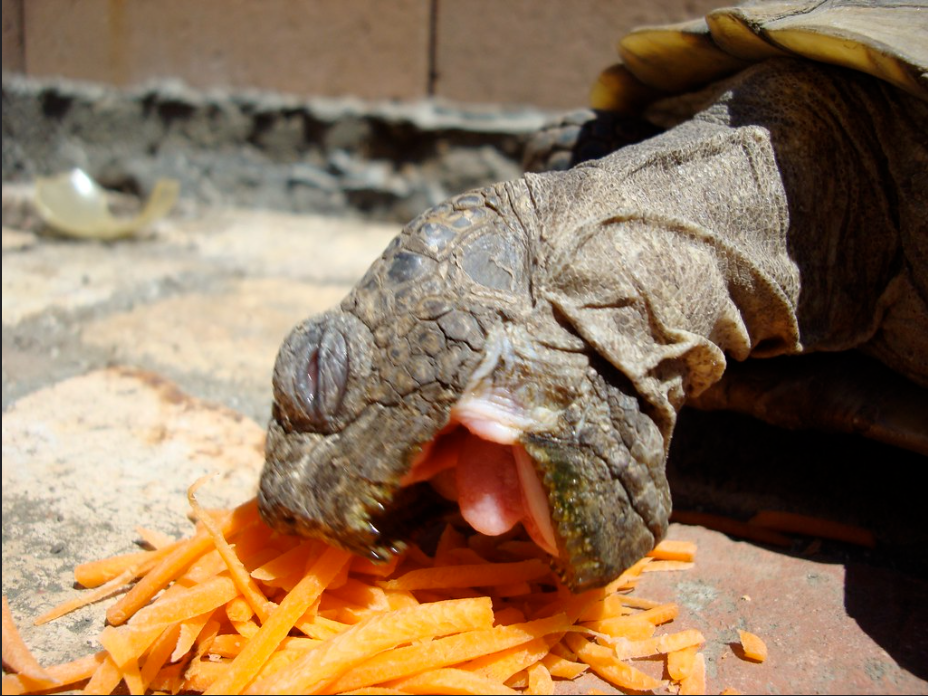 2.Tortoise eating carrot