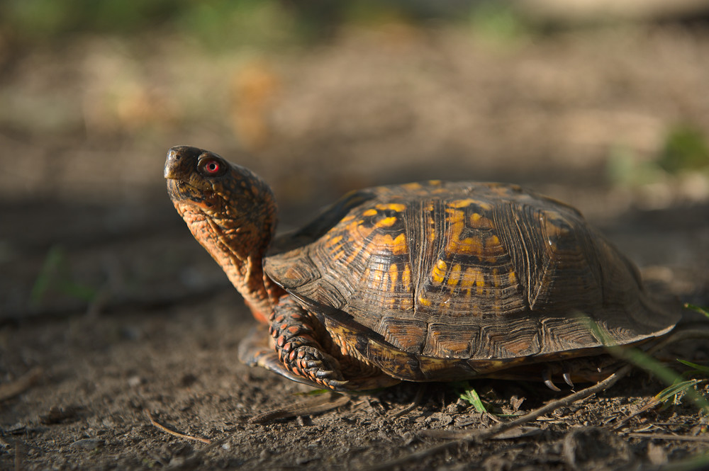 2.Turtle stretch his neck