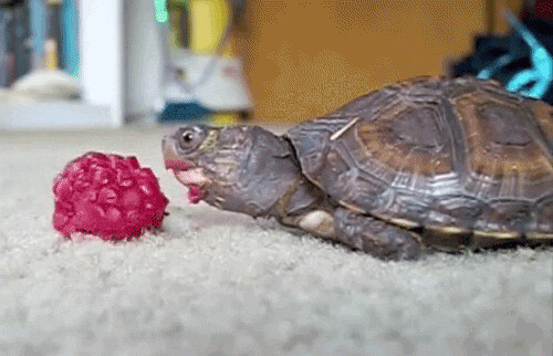 2.turtle eating a raspberry