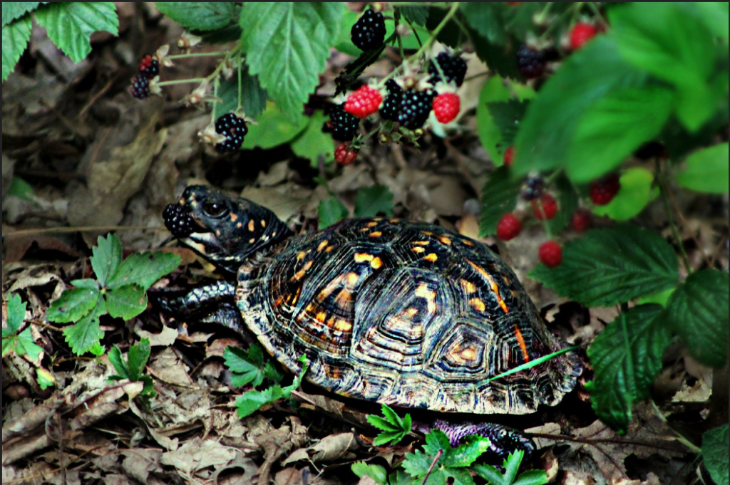 3.Turtle eat blackberries