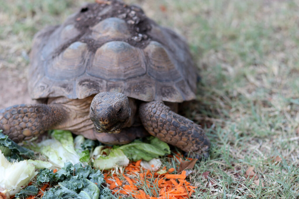 3.turtles eat carrots