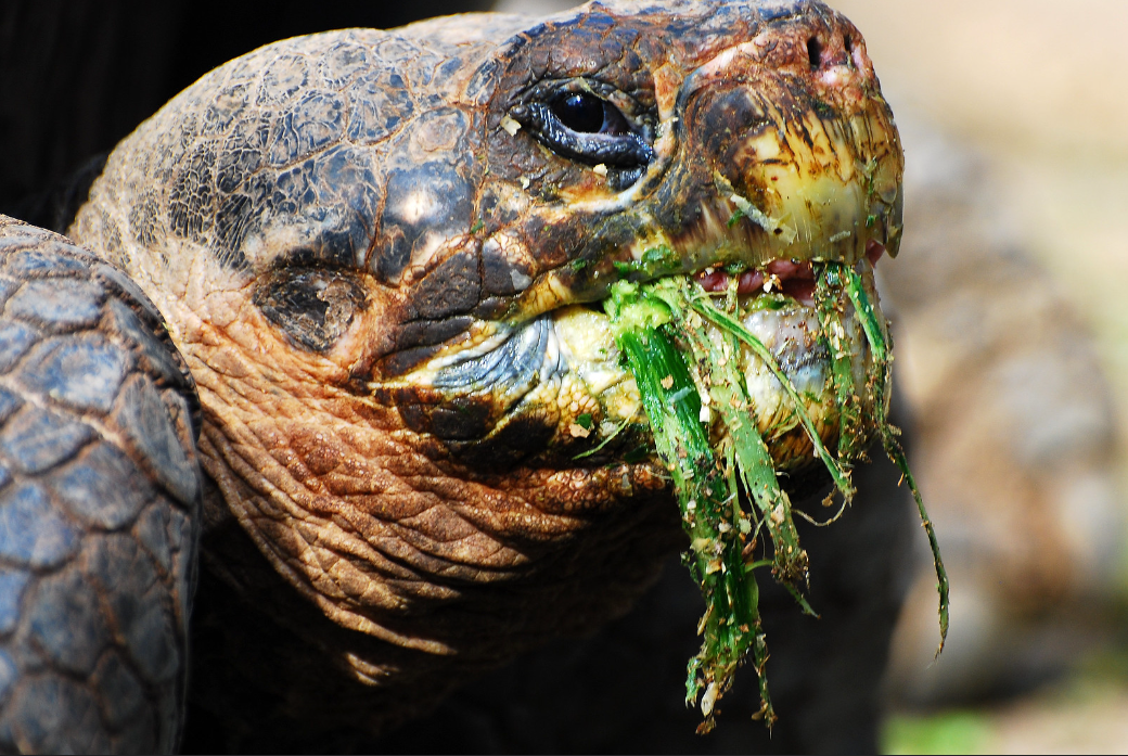 Discover the Shocking Truth: Do Box Turtles Bite?