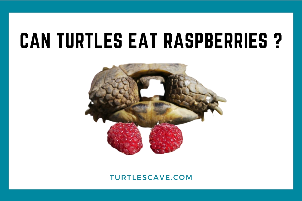 Can Turtles Eat Raspberries?