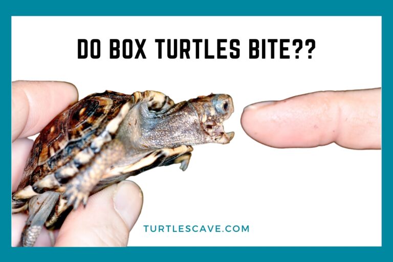 Discover the Shocking Truth: Do Box Turtles Bite?