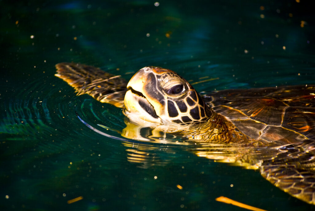 Do Turtles Breathe Through Their Buttholes
