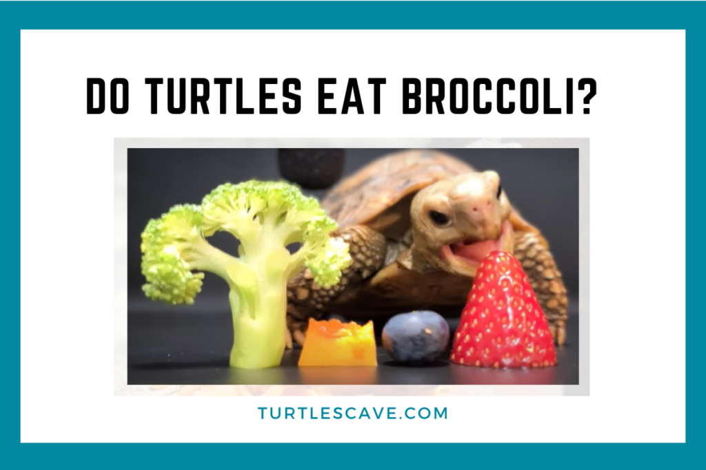 Can Turtles Eat Broccoli? The Surprising Answer Revealed!