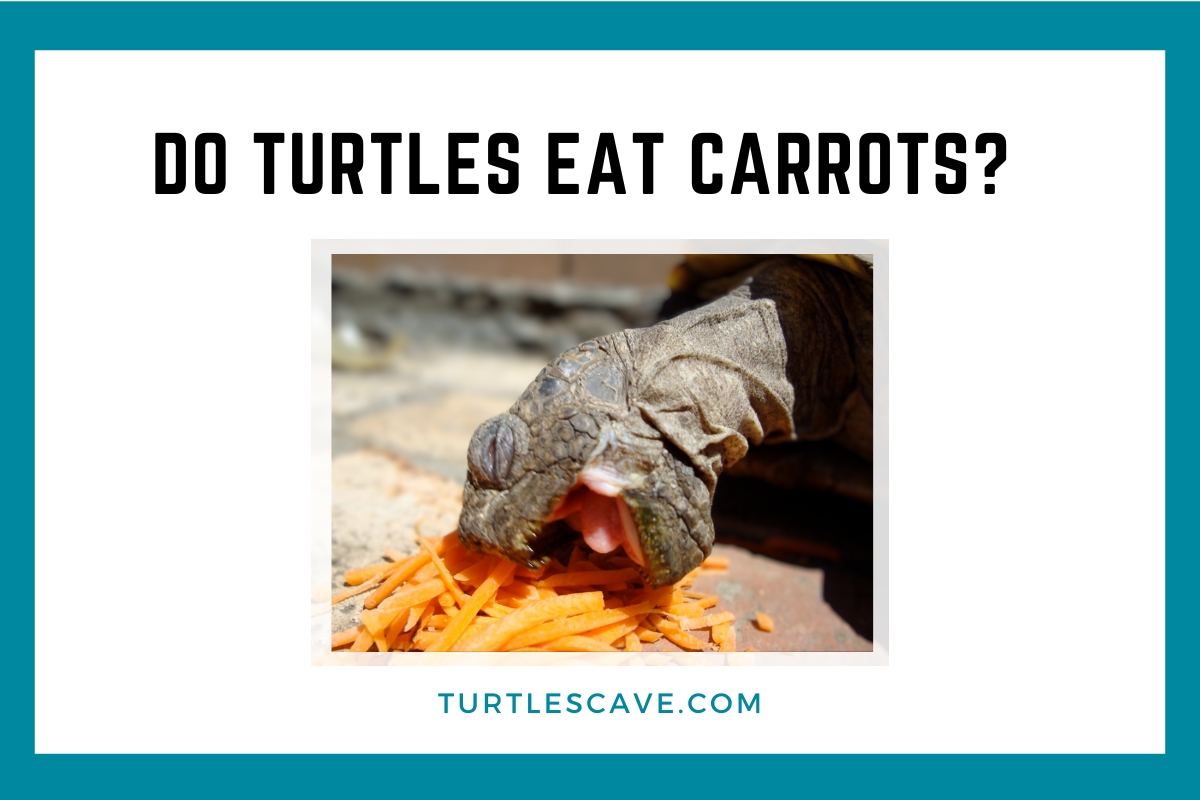 Do Turtles Eat Carrots