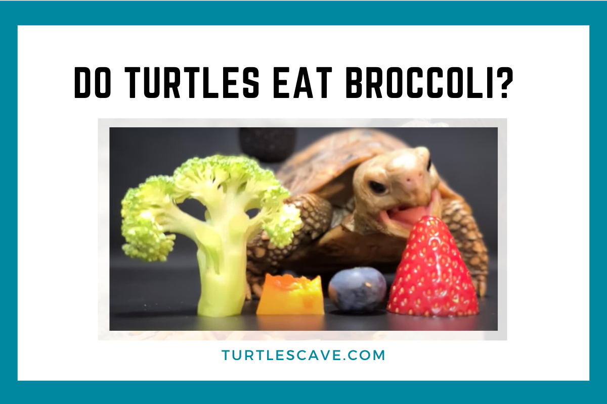 Do Turtles Eat Broccoli