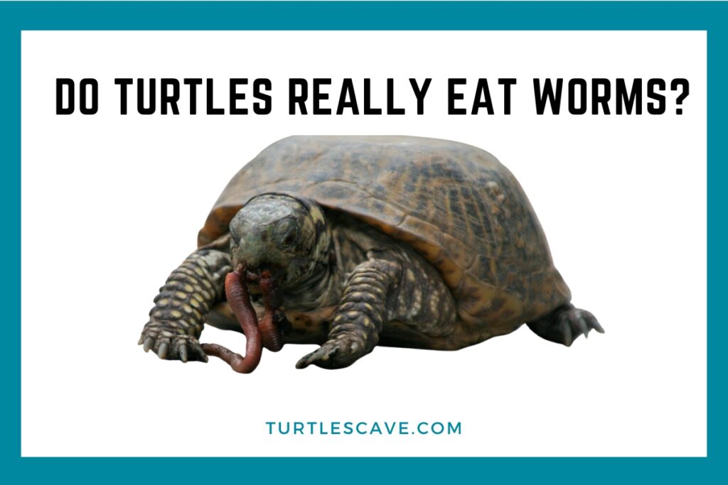 Do Turtles Really Eat Worms? A Comprehensive Guide