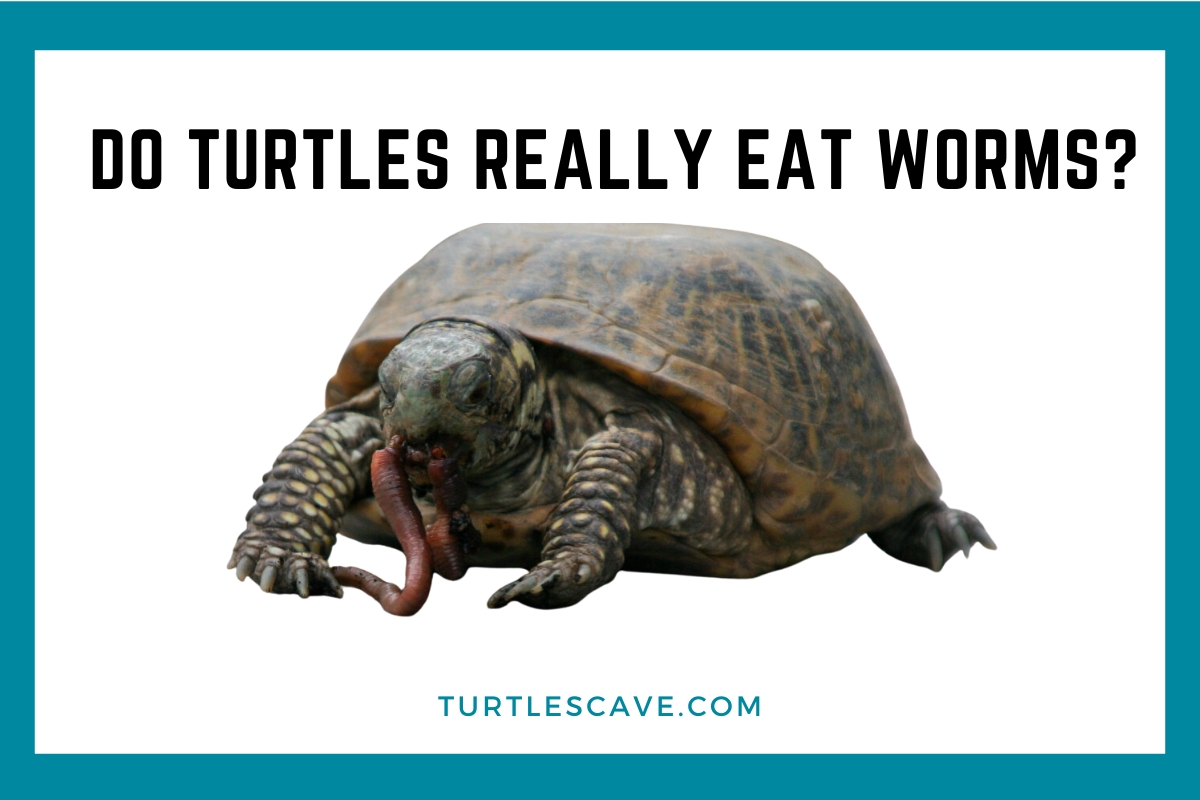 Do Turtles Really Eat Worms