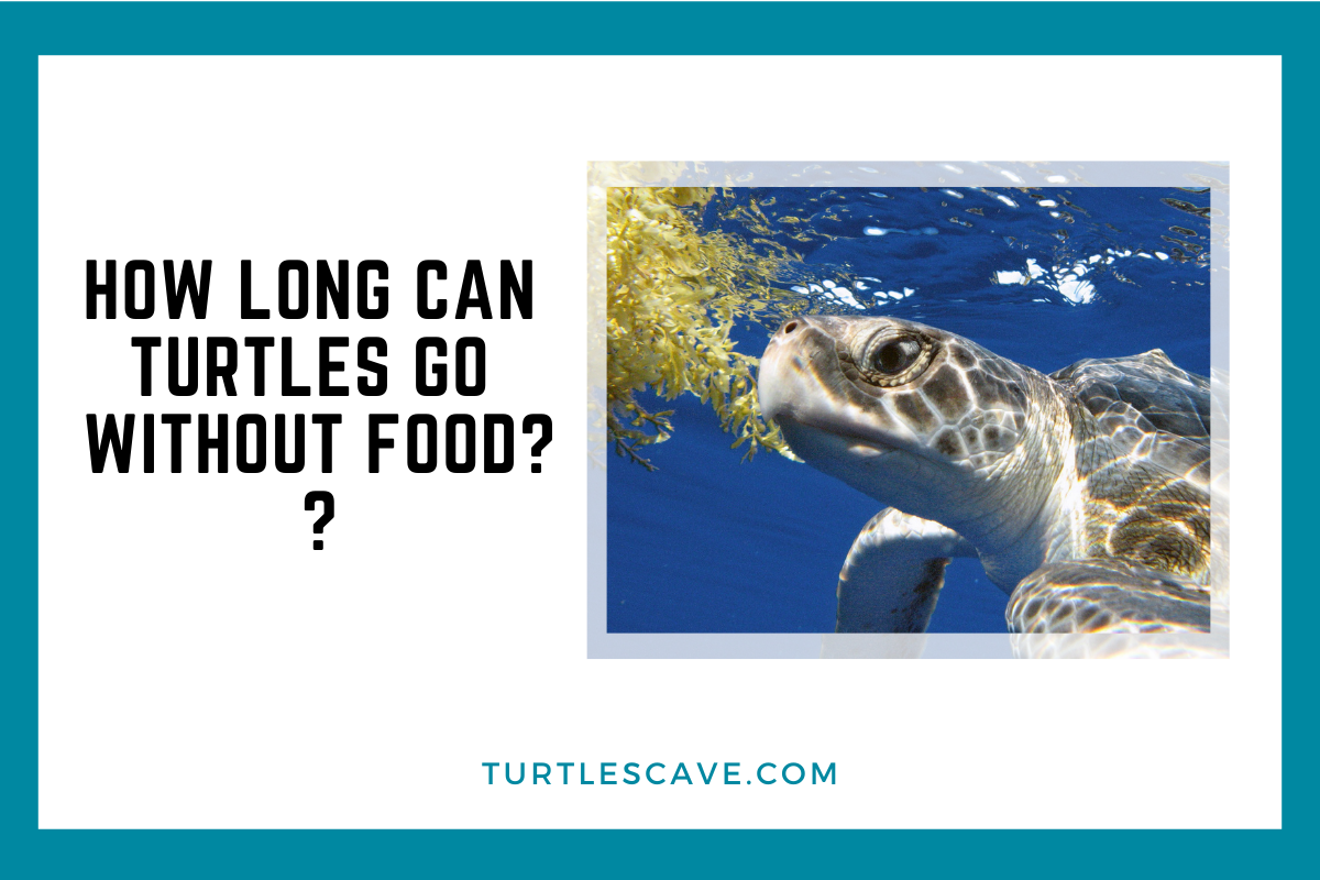 Do Turtles without food