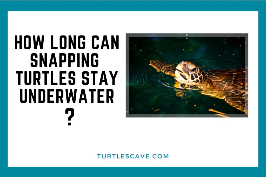 How Long Can Snapping Turtles Stay Underwater