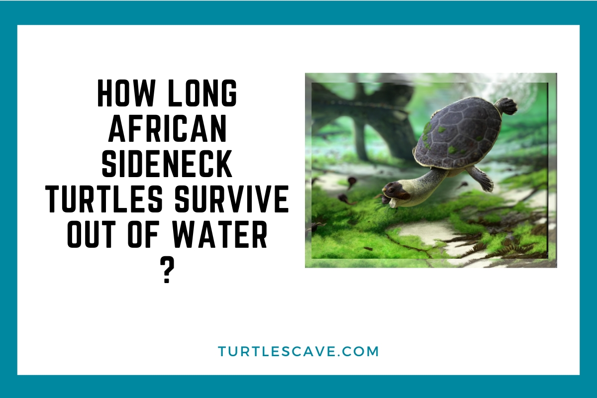 How Long Can Snapping Turtles Stay Underwater