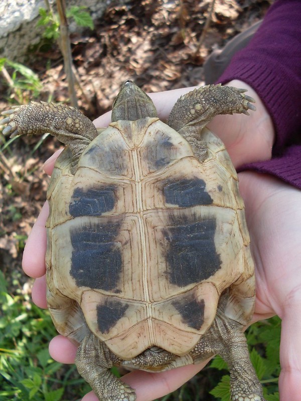 Upside Down Turtle