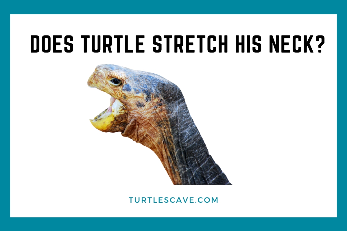 Why Does Turtle Stretch His Neck