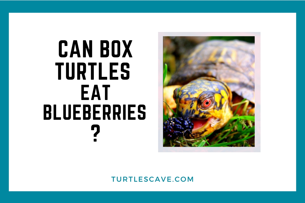 turtles eat blueberries