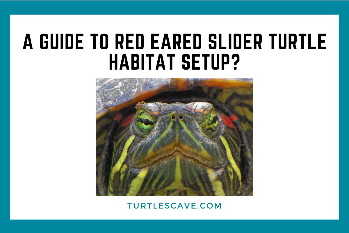 A Guide To Red Eared Slider Turtle Habitat Setup