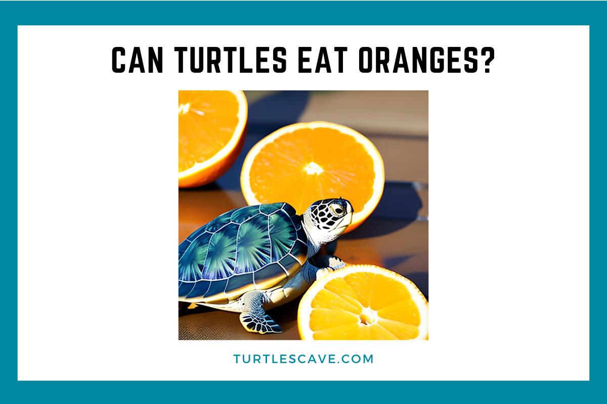 Can Turtles Eat Oranges