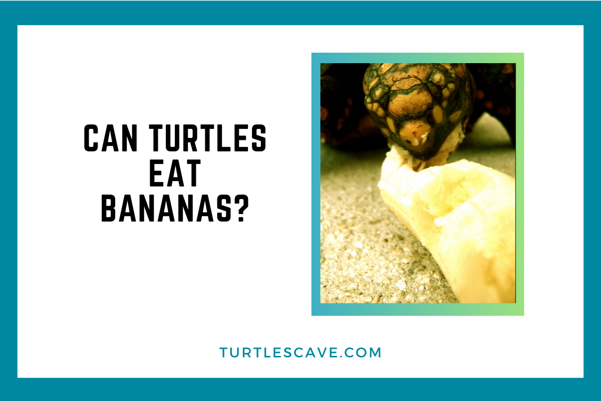 Do Turtles Eat Banana