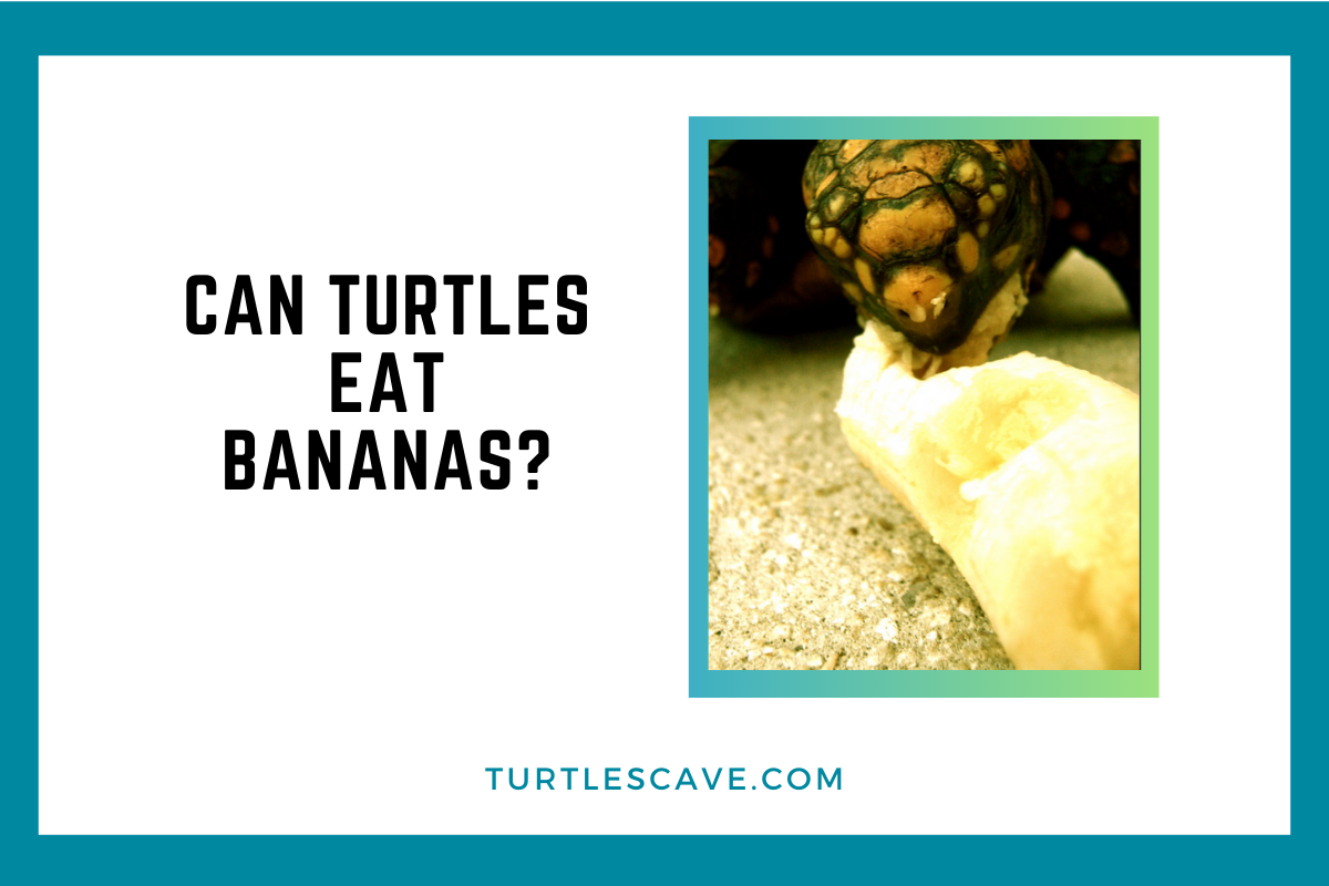 Can Turtles Eat Bananas? Debunking the Myth