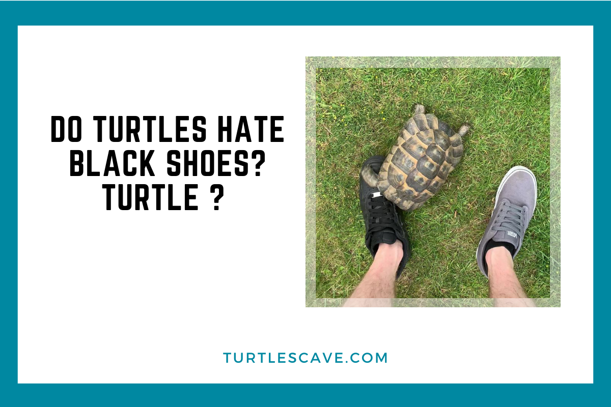 Do Turtles hate black shoes