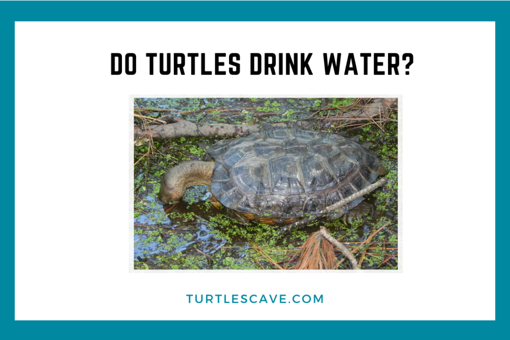 Do Turtles Drink Water? Discover the Aquatic Habits of These ...