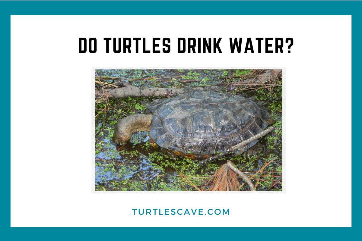 Do Turtles really drink water(1)