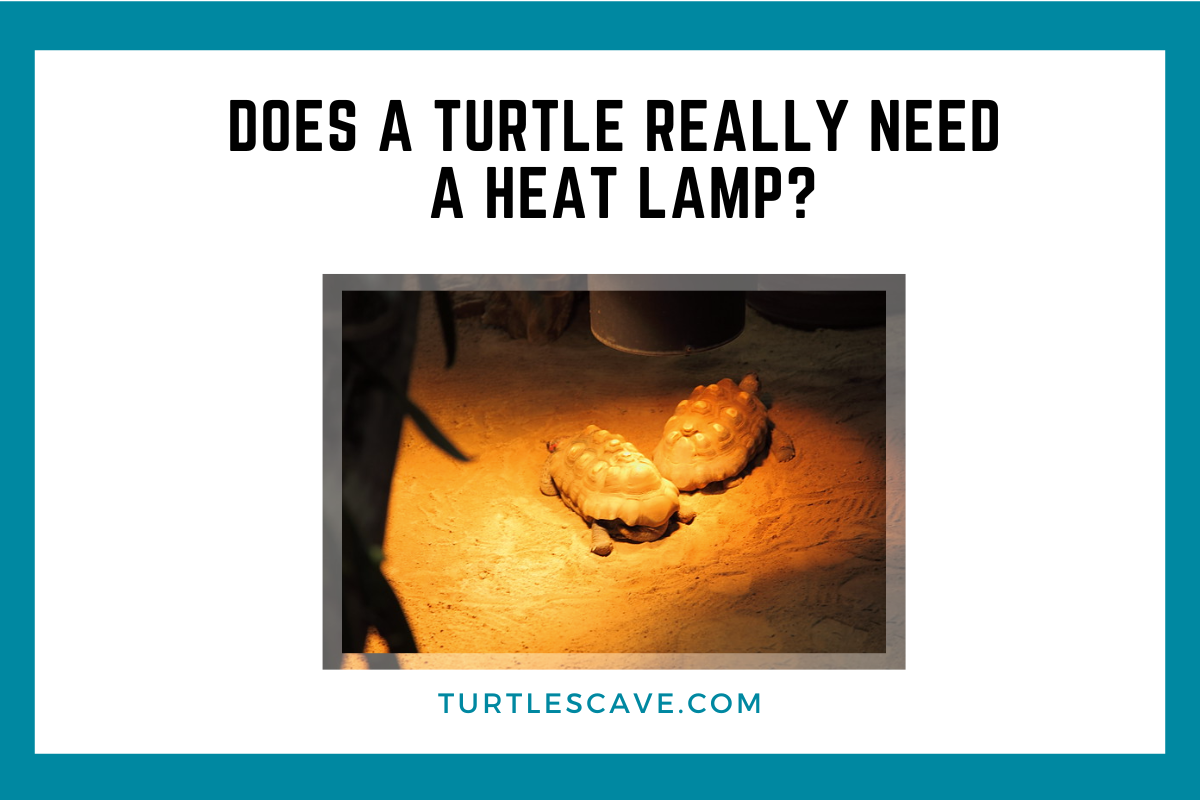 Do Turtles really need lamp