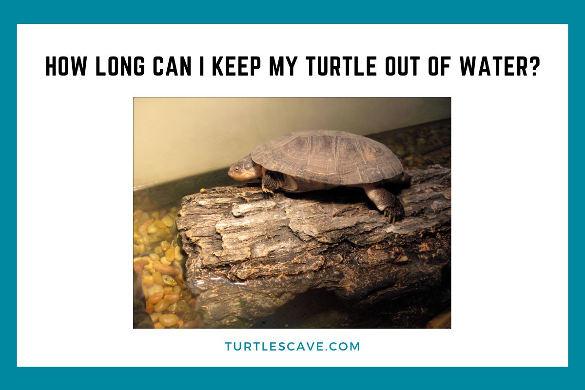 How Long Can I Keep My Turtle Out of Water