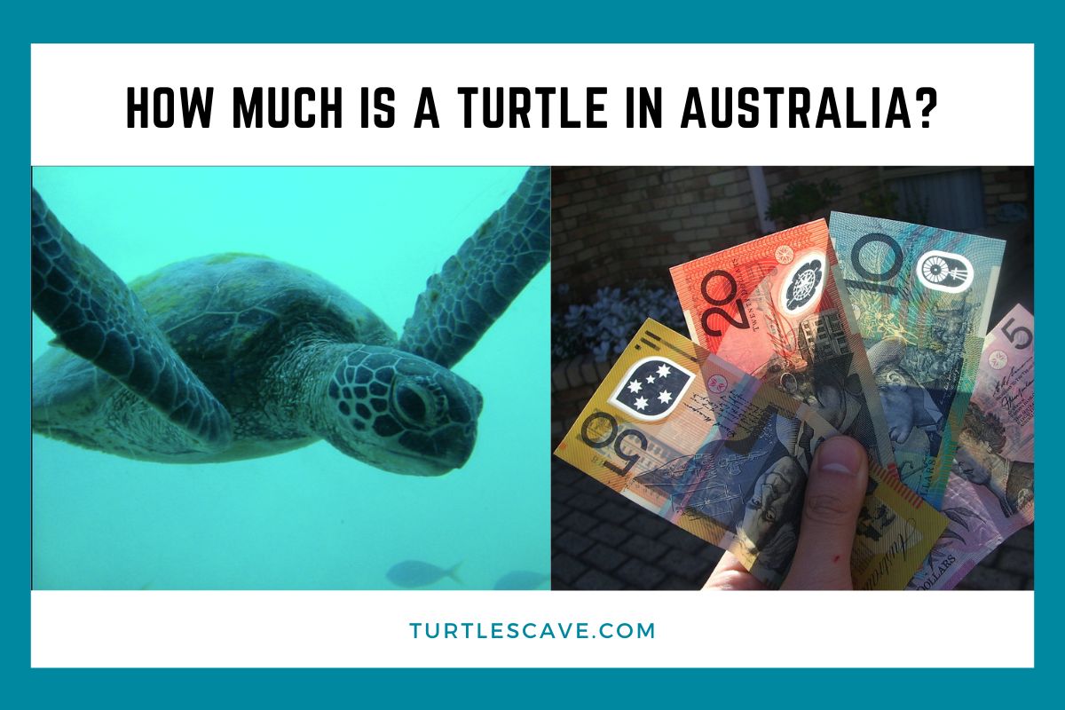 How Much is a Turtle in Australia