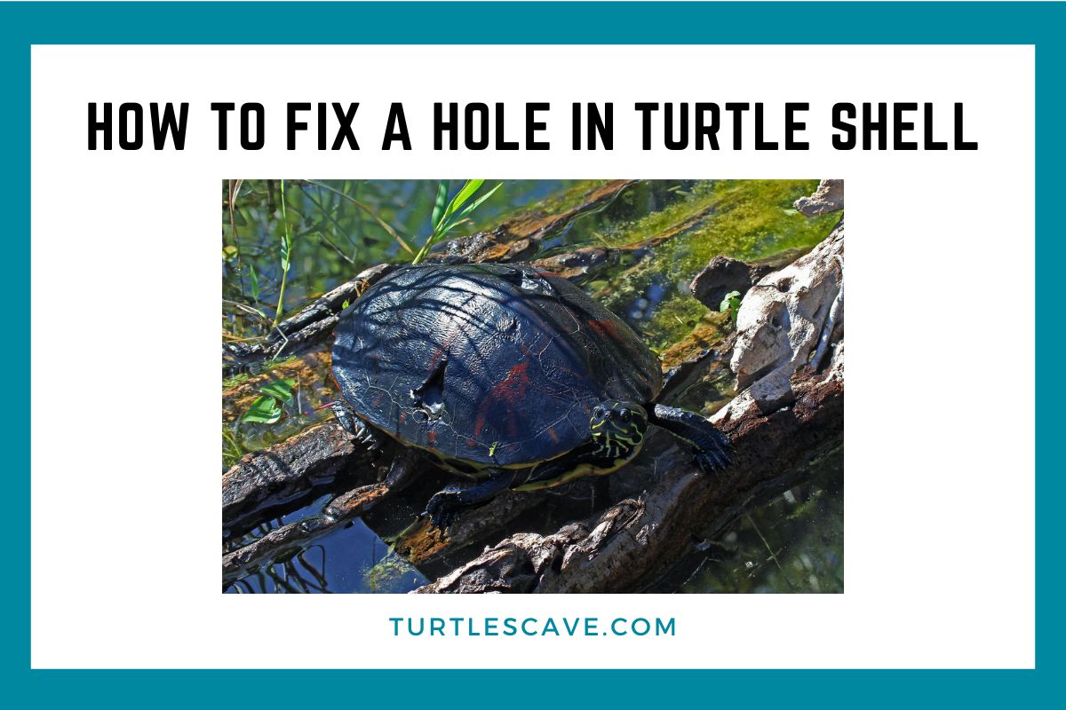 How To Fix a Hole in a Turtle Shell