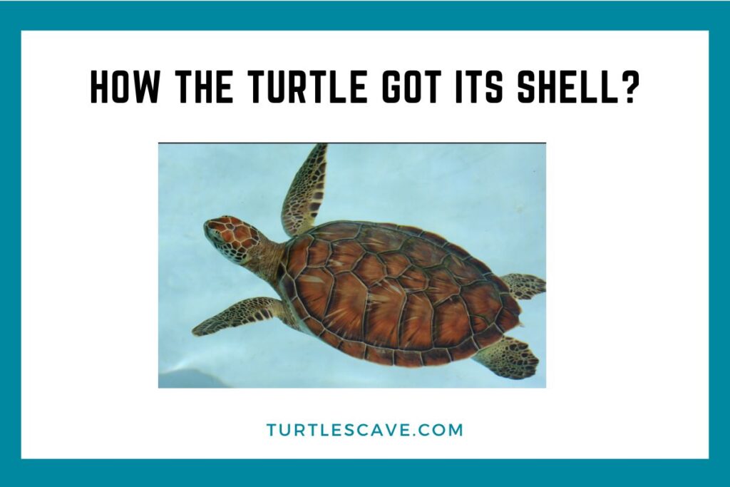 How The Turtle Got Its Shell 