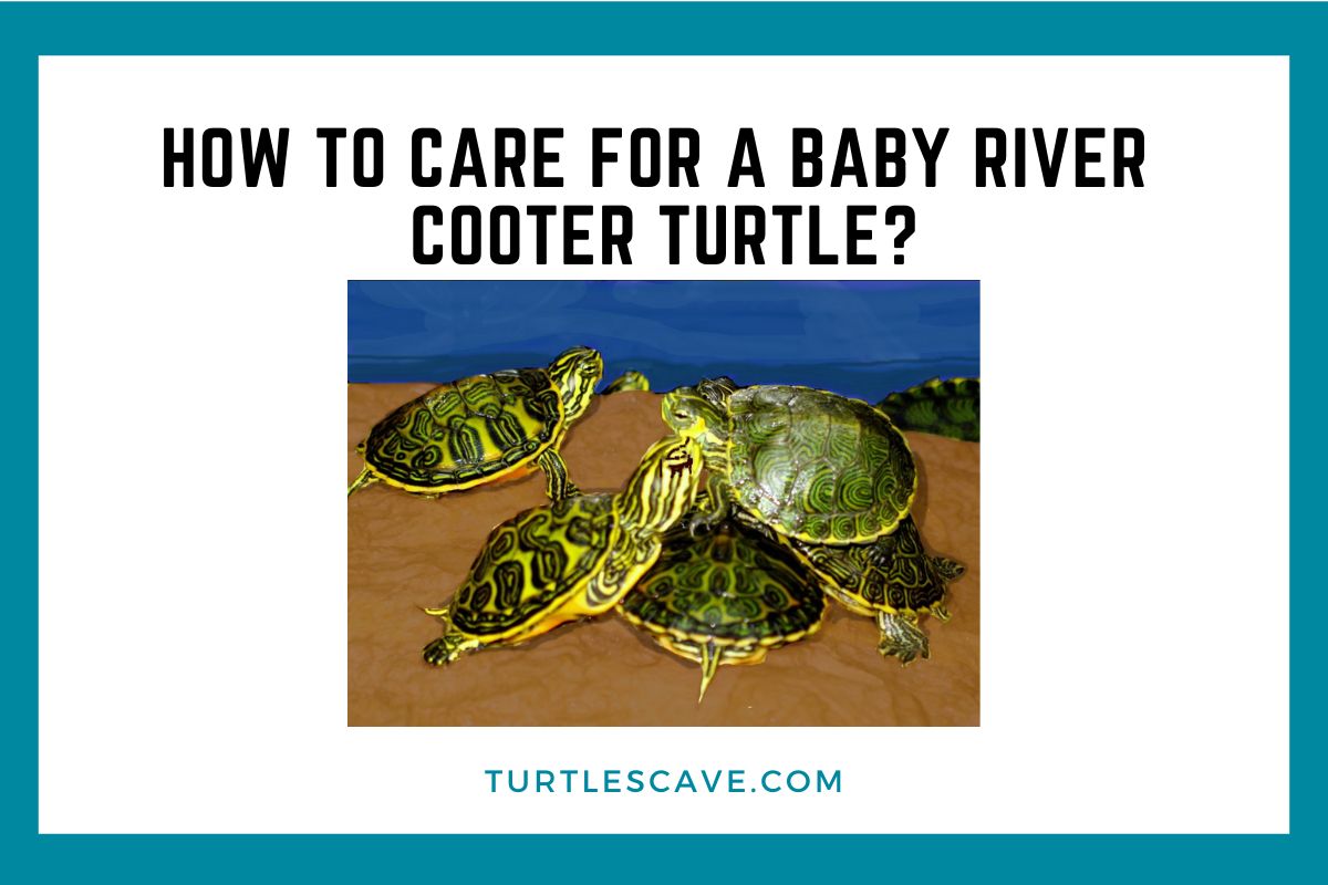 How to Care for a Baby River Cooter Turtle