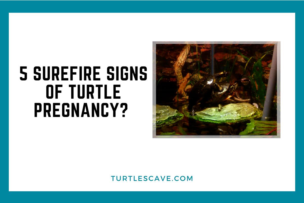 Turtles Pregnancy