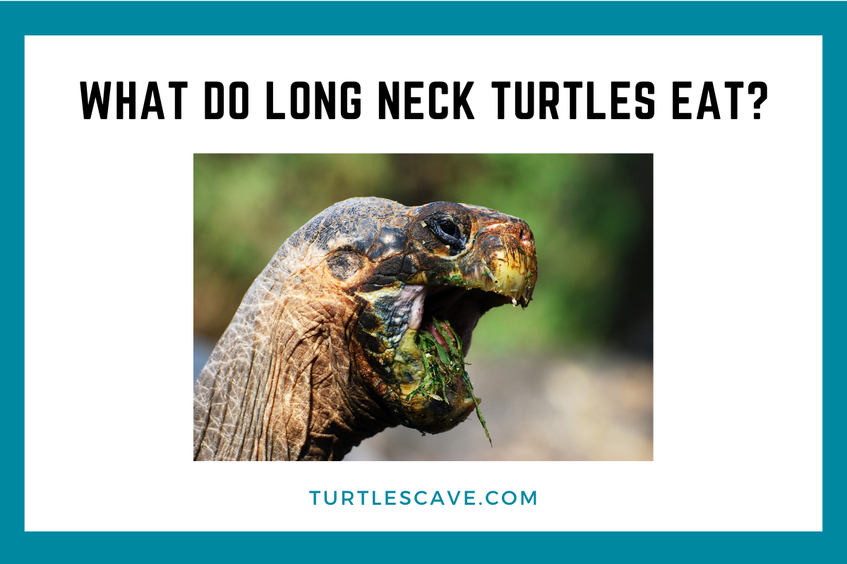 What Do Long Neck Turtles Eat