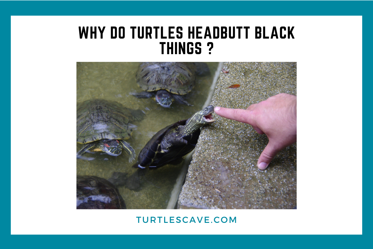 Why Do Turtles Headbutt Black Things