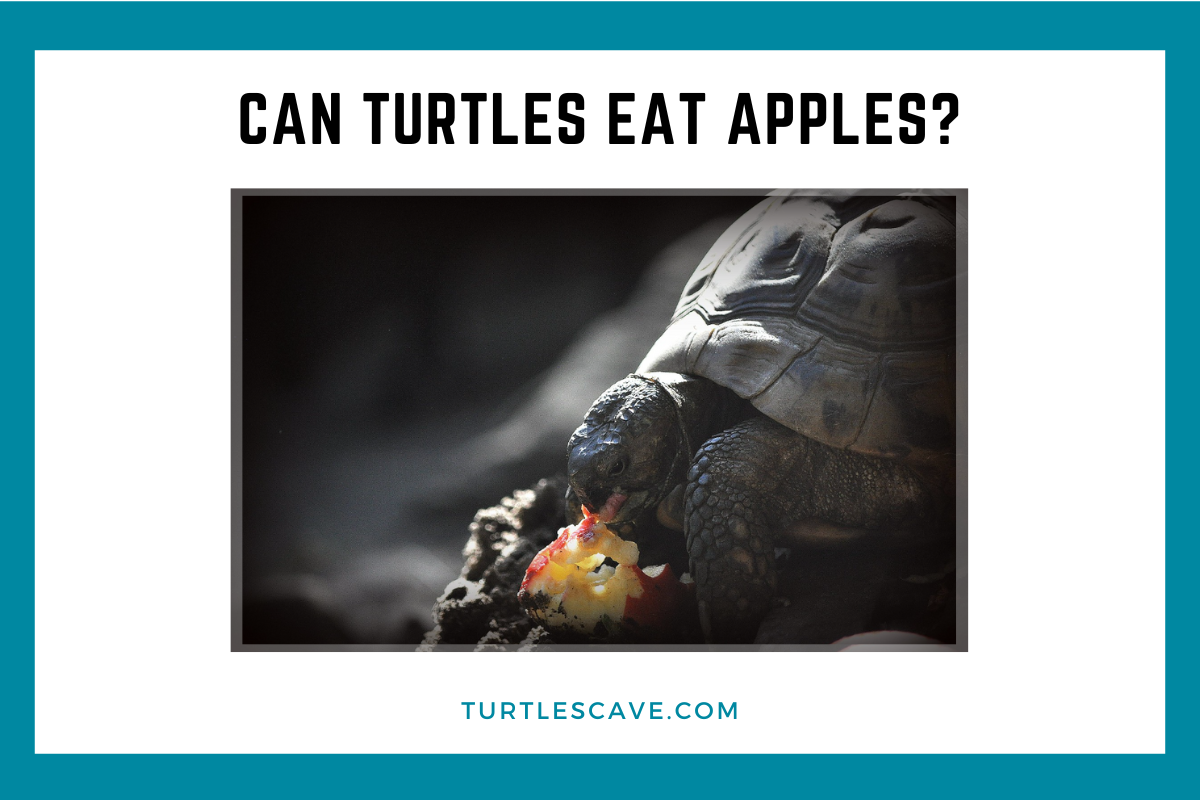 can turtles eat apples (1)