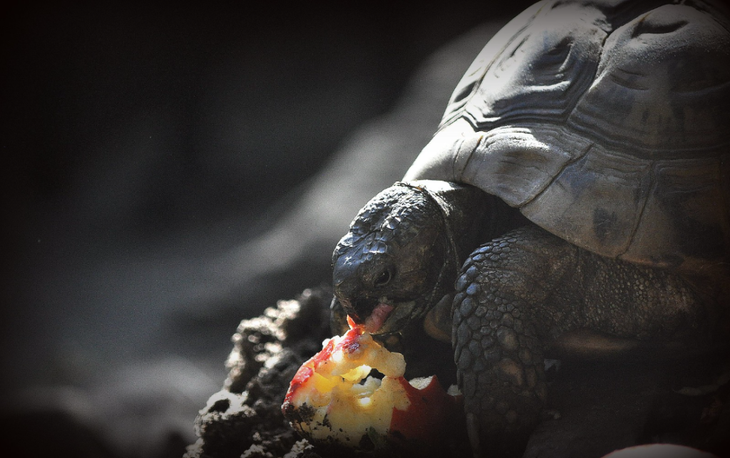 turtle eat apple