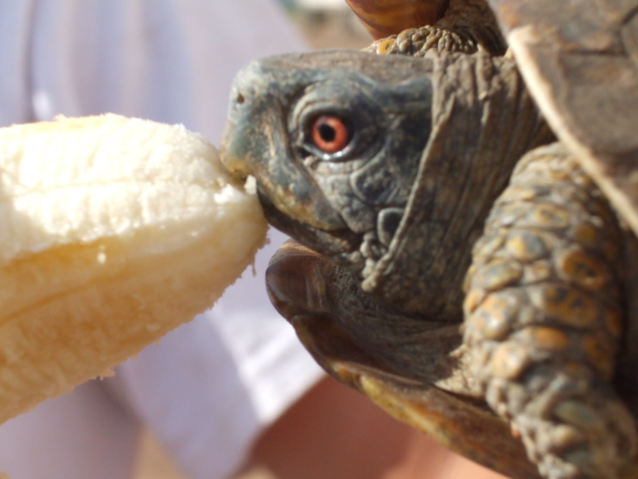 turtle eat bananas