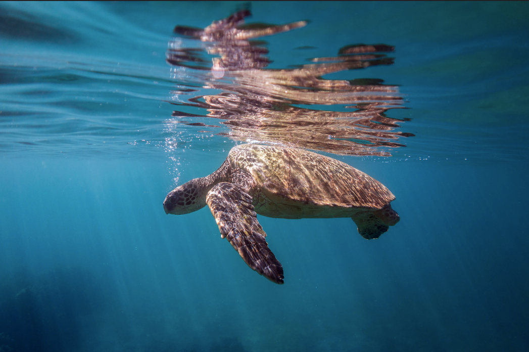 Do Turtles Drink Water? Discover the Aquatic Habits of These ...